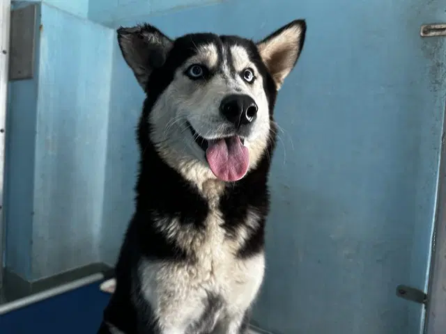 Nova - Siberian Husky