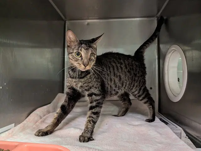 Milo - Domestic Short Hair
