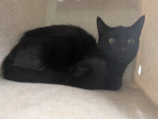 Luna - Domestic Short Hair