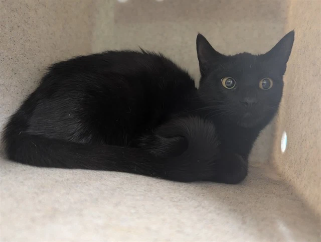 Luna