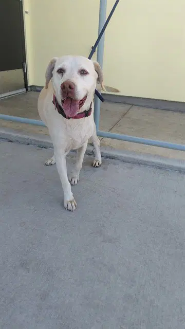 Marley - Labrador Retriever