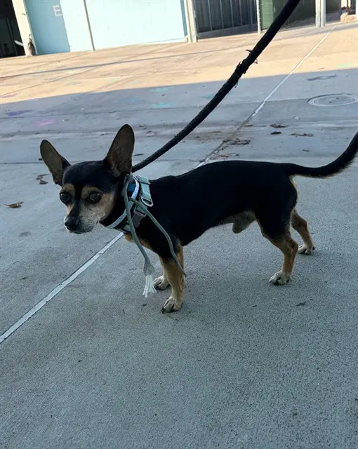 Unknown - Chihuahua