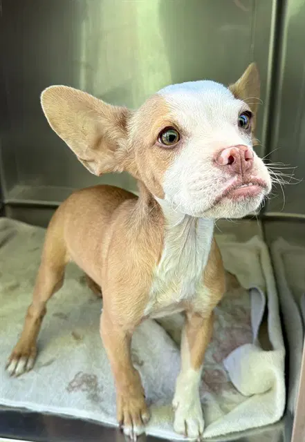 Unknown - Terrier