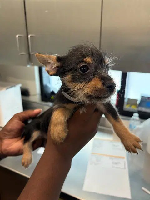 Unknown - Chihuahua