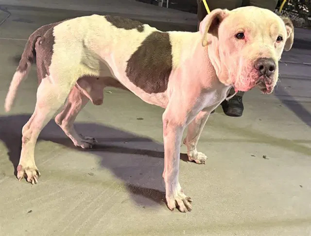 Benny - Pit Bull Terrier