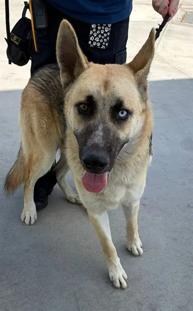 Rocky - German Shepherd Dog