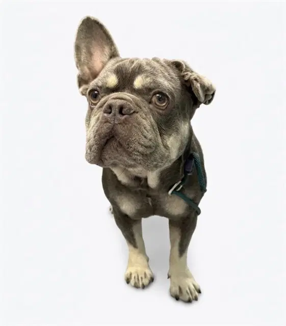 S'mores - French Bulldog