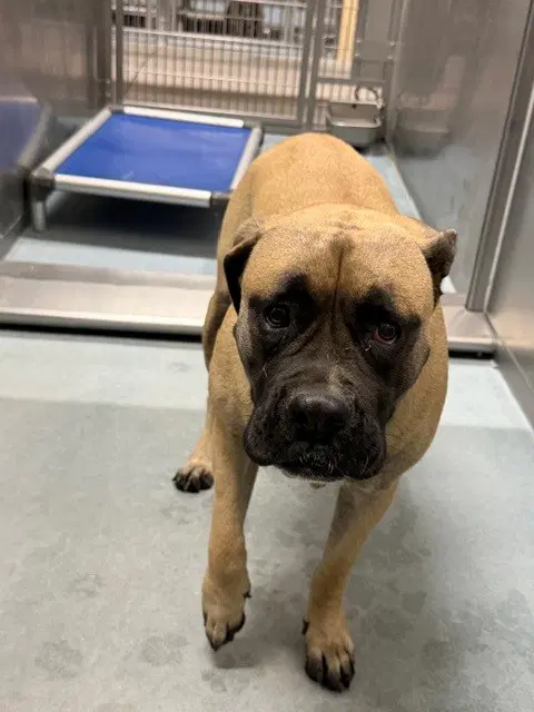 Molly - Bullmastiff