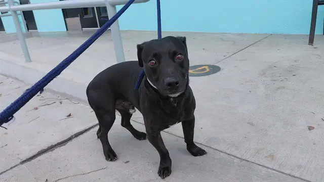 Donatello - Labrador Retriever