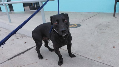 Donatello, Labrador Retriever / Mixed (medium coat)