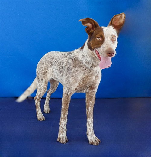 Lacey, Pointer / Mixed (medium coat)