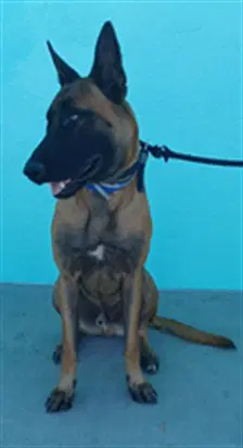 Chopper - German Shepherd Dog