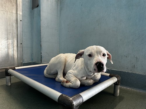 Snowcone, Pit Bull Terrier (medium coat)