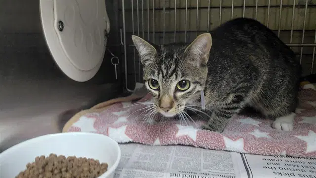 Amber - Domestic Short Hair