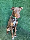 adoptable Dog in lancaster, CA named KEVIN