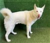 adoptable Dog in lancaster, CA named YUKON