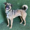 adoptable Dog in lancaster, CA named SASSY