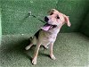 adoptable Dog in lancaster, CA named NYLA