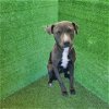adoptable Dog in lancaster, CA named OLIVE