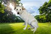 adoptable Dog in lancaster, CA named OSITA