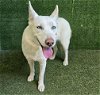 adoptable Dog in lancaster, CA named SUNNY