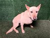 adoptable Dog in lancaster, CA named LOGAN