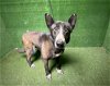 adoptable Dog in lancaster, CA named BARBIE