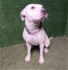 adoptable Dog in lancaster, CA named YOLIE