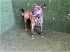 adoptable Dog in lancaster, CA named BIJOU