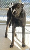 adoptable Dog in lancaster, CA named STORM