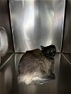 adoptable Cat in lancaster, CA named ANNA