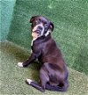 adoptable Dog in lancaster, CA named LUISA