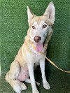adoptable Dog in lancaster, CA named JUNIPER