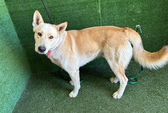 adoptable Dog in Lancaster, CA named WOLFIE