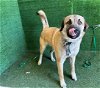 adoptable Dog in lancaster, CA named ZEPHYR