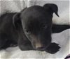 adoptable Dog in lancaster, CA named MACLEAN