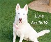 adoptable Dog in lancaster, CA named LUNA