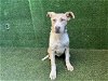 adoptable Dog in lancaster, CA named HENDRIX