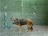 adoptable Dog in lancaster, CA named BARNEY