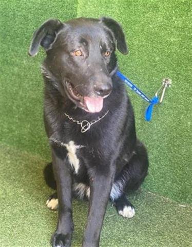adoptable Dog in Lancaster, CA named PEPPER