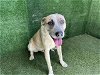 adoptable Dog in lancaster, CA named NICO