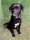 adoptable Dog in lancaster, CA named SAM