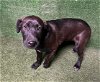 adoptable Dog in lancaster, CA named JACK