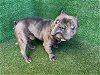 adoptable Dog in lancaster, CA named ODIN