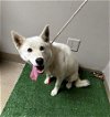 adoptable Dog in lancaster, CA named BECKY