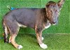 adoptable Dog in lancaster, CA named BENNY