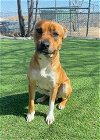 adoptable Dog in  named ADONIS