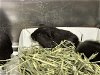 adoptable Guinea Pig in  named POPPY