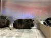 adoptable Guinea Pig in  named FINN