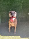 adoptable Dog in  named CLOVER